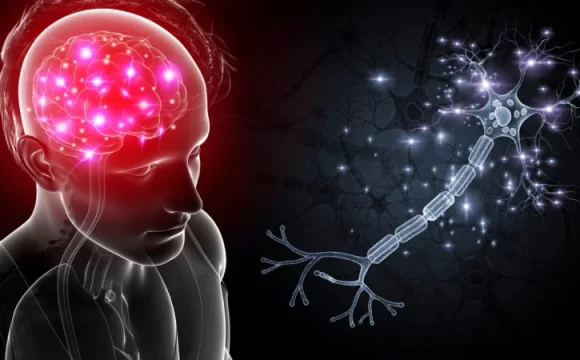 Beyin ve Damar Hastalıkları Hakkında Bilinmesi Gerekenler- insan beyni ve damarları